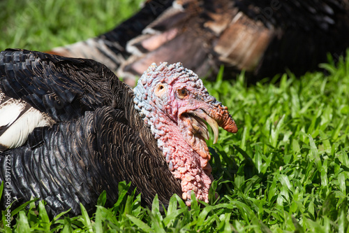 Turkey on grass