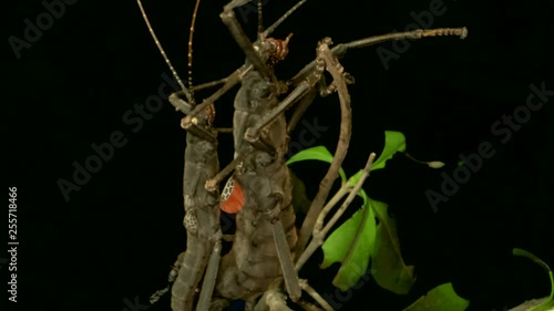 Insects mating of Golden-Eyed Stick Insect (Peruphasma schultei) on black background. Macro video. photo