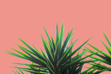 Succulent palm plant on coral background