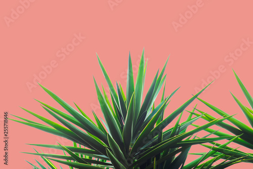 Succulent palm plant on coral background
