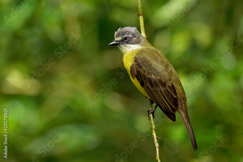 Grey-capped Flycatcher - Myiozetetes granadensis passerine bird of the large tyrant flycatcher family, breeds in cultivation, pasture and open woodland