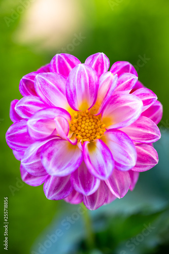 ダリアの花