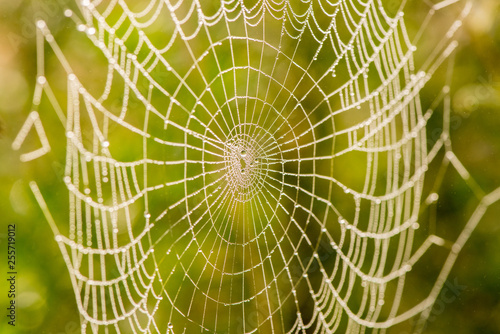 Light drops of dew on a beautiful web in the summer in a fog at dawn
