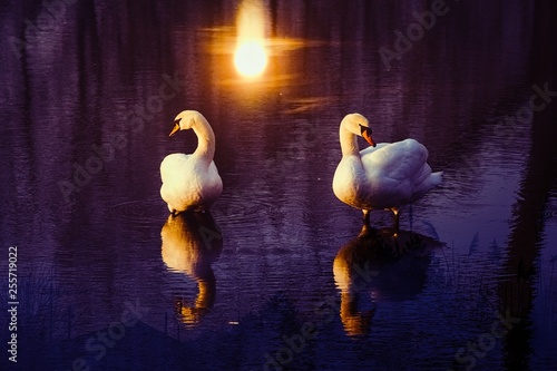 swans in the pond