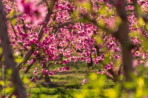 Rows of peach tree in bloom, with pink flowers at sunrise. Aitona. alcarras, Torres de Segre. Agriculture.