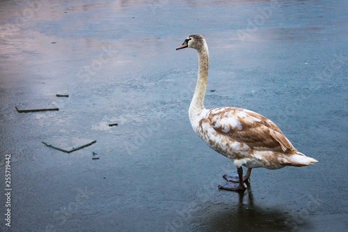 swan on ice