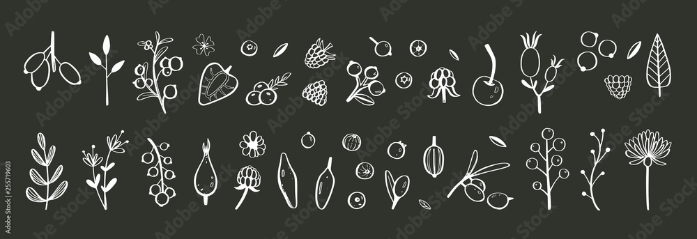 Wild Berries and fruits vector set. Raspberry, Cherry, strawberry, blackberry and other summer harvest. Hand drawn isolated objects on white. Botanical doodle illustration Wild Berries and fruits vector set. Raspberry, Cherry, strawberry, blackberry and other summer harvest. Hand drawn isolated objects on white. Botanical doodle illustration