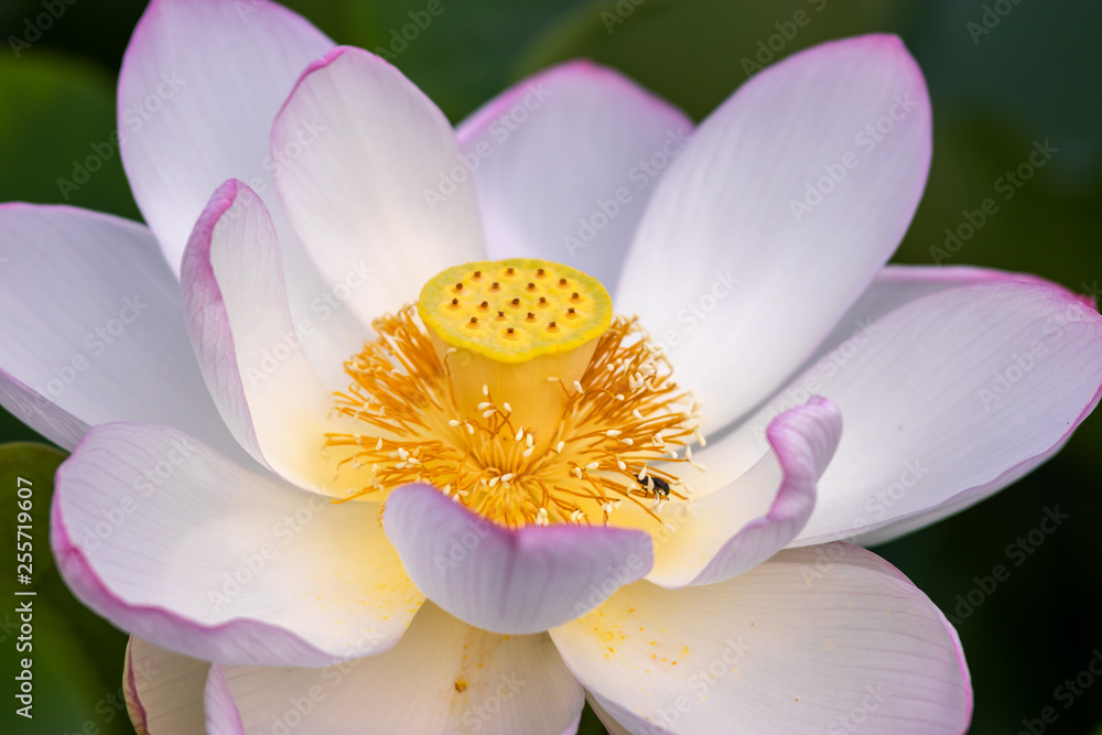 蓮の花 蓮の花