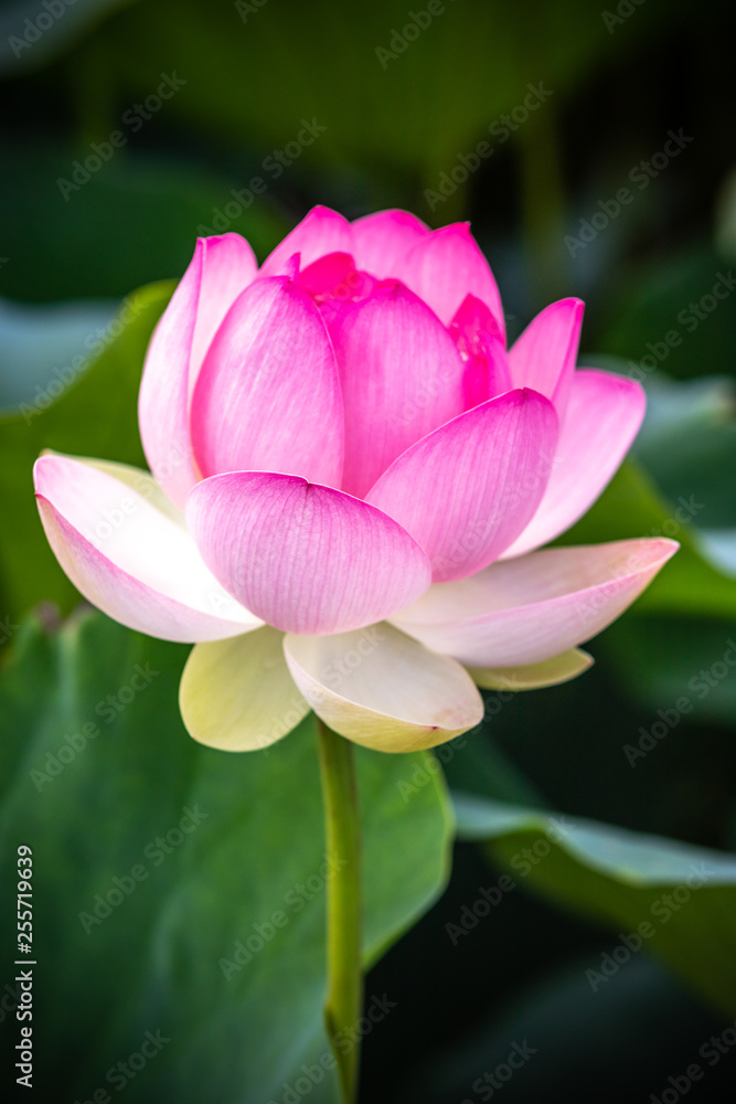 蓮の花 蓮の花
