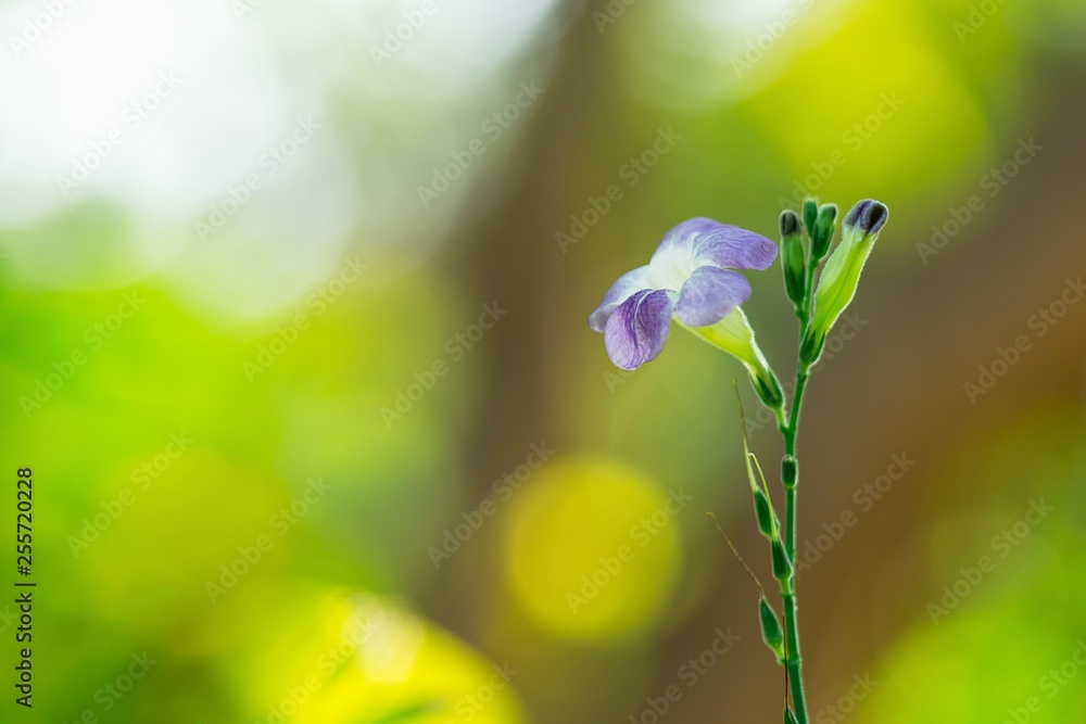 Φωτογραφία Close up picture of baya flower and soft bokeh nature background