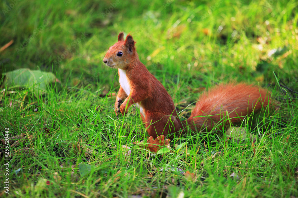 Furry squirrel is standing on two hind legs in the spring city park Furry squirrel is standing on two hind legs in the spring city park