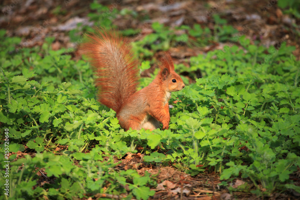 Furry squirrel is standing on two hind legs in the spring city park Furry squirrel is standing on two hind legs in the spring city park