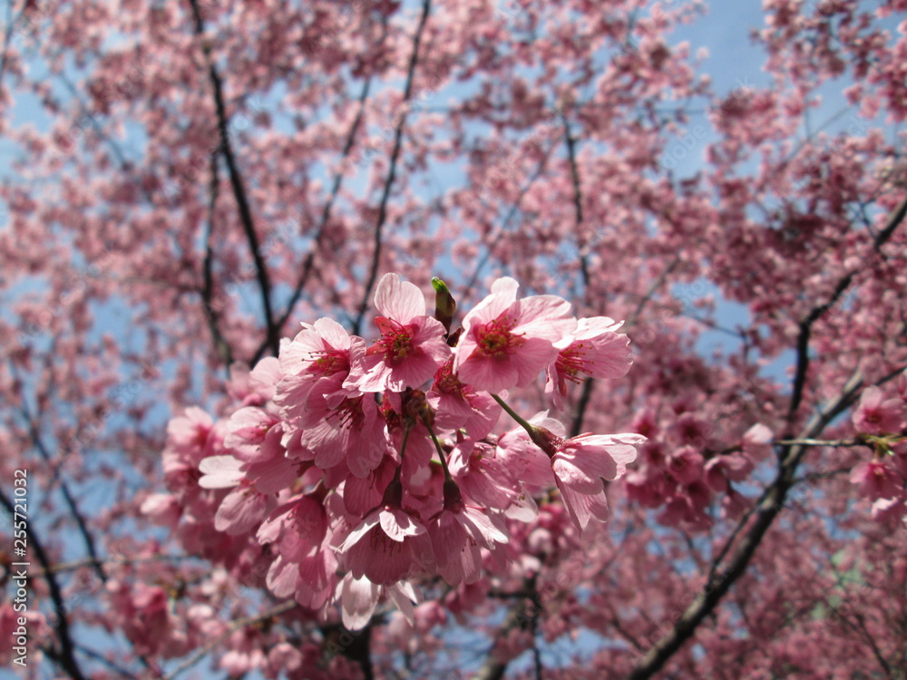 Fototapeta premium 桜