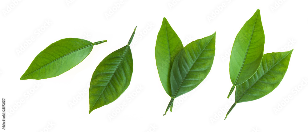 Citrus leaves isolated on white background Citrus leaves isolated on white background