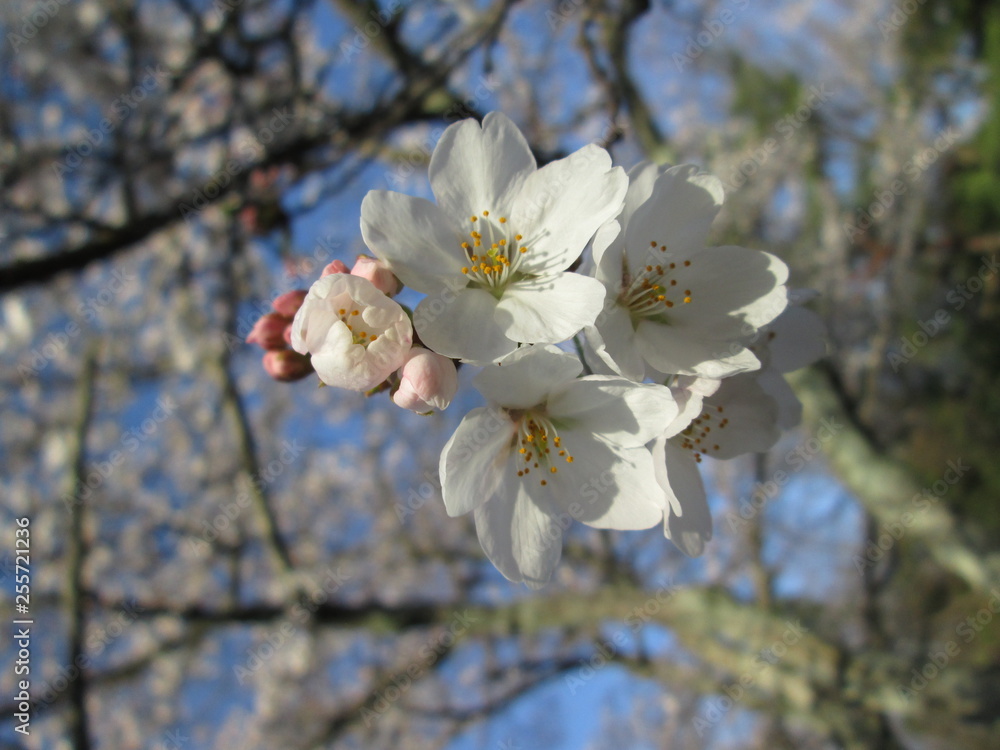 若草山の桜