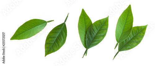 Citrus leaves isolated on white background