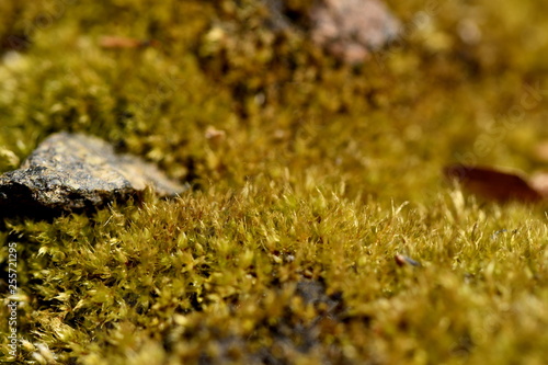 green young moss closeup