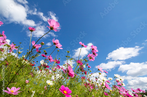 コスモス畑　秋イメージ