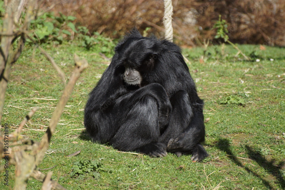 Fototapeta premium Singe siamang se reposant dans l'herbe avec des arbres en arrière plan