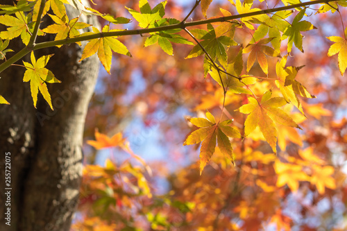 紅葉 秋イメージ