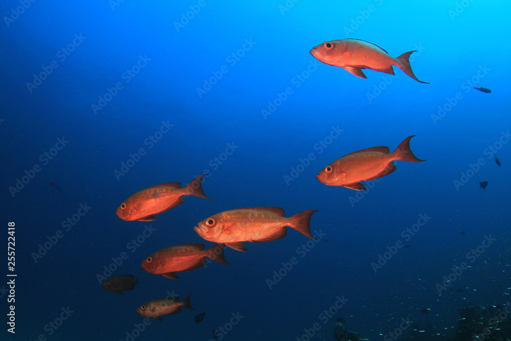 Fototapeta premium Coral reef and fish in Thailand 