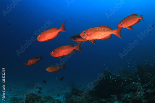 Fototapeta Naklejka Na Ścianę i Meble -  Coral reef and fish in Thailand 