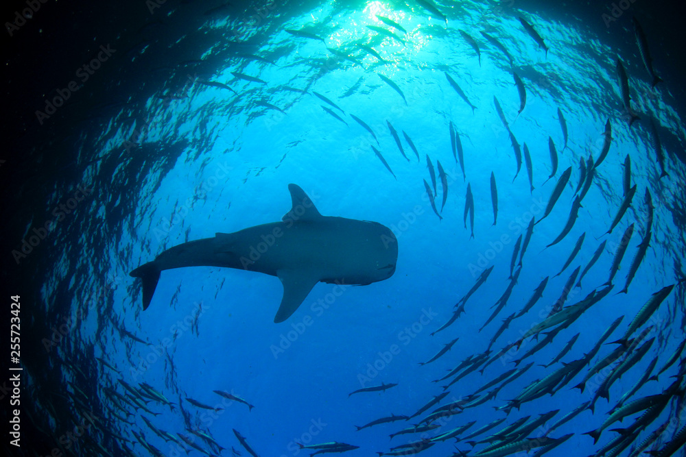 Obraz premium Whale Shark