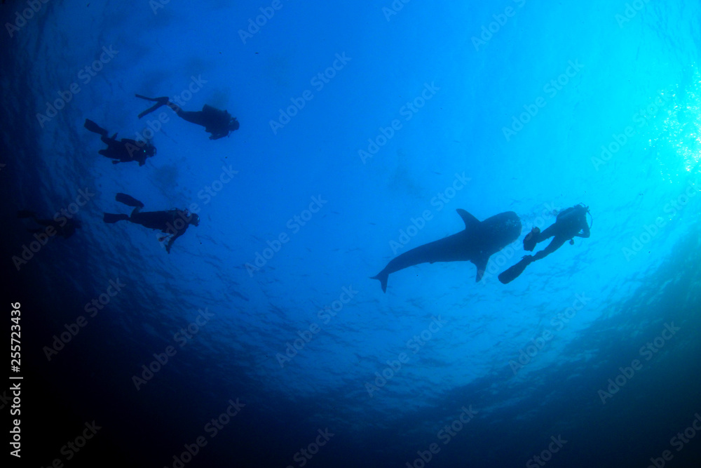 Fototapeta premium Scuba dive with whale shark 
