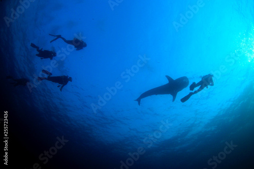 Scuba dive with whale shark 