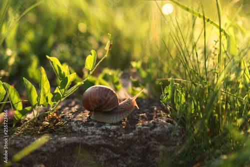 snail on grass photo