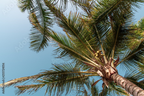 palm trees  