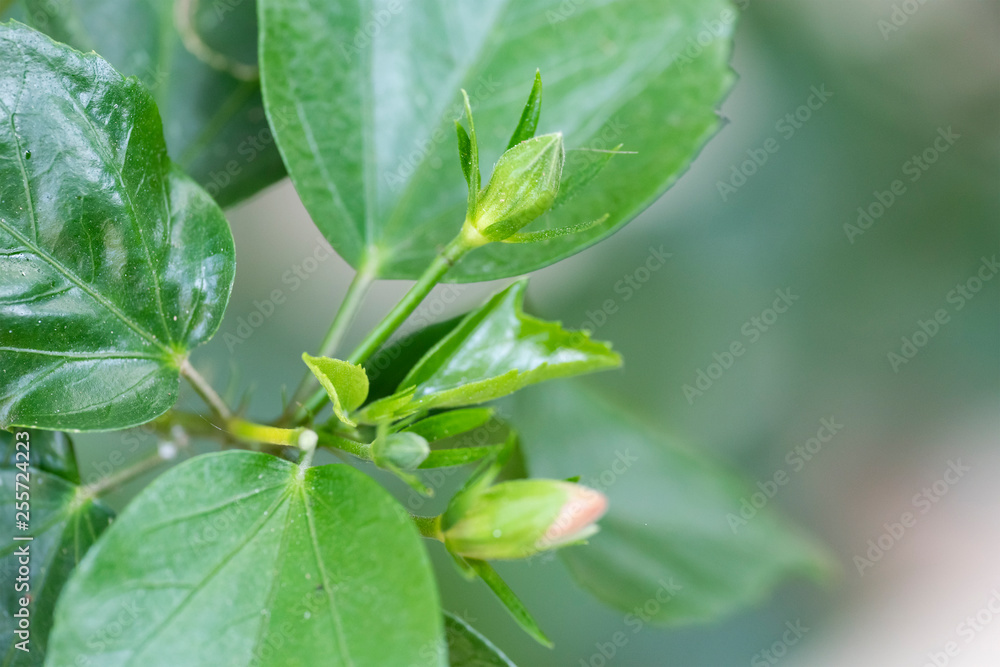Young unblown buds of a plant Hibiscus rosa sinensis (Snowflake Hibiscus, Shoe Flower, Chinese rose, Rosa mallow) Young unblown buds of a plant Hibiscus rosa sinensis (Snowflake Hibiscus, Shoe Flower, Chinese rose, Rosa mallow)
