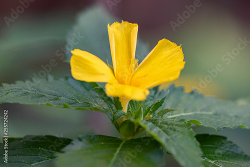 Yellow tropical flower Turnera ulmifolia