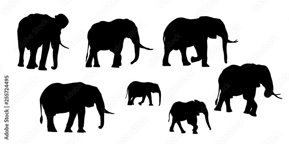 Set of realistic silhouettes of adult and young elephant. Isolated on white background, vector Set of realistic silhouettes of adult and young elephant. Isolated on white background, vector