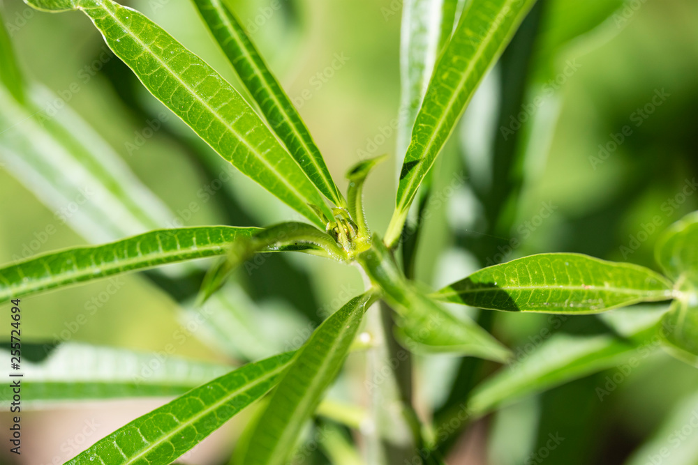 Obraz premium Thevetia peruviana (Cascabela thevetia) - plant in nature, close-up. Thailand, Koh Chang Island.