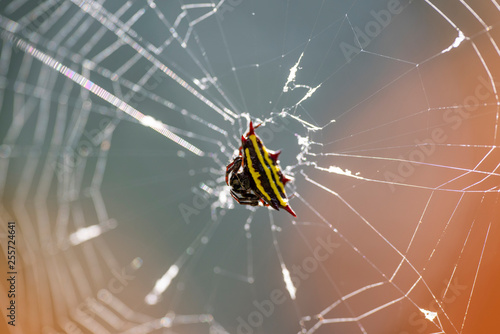 Macro image of an Argiope anasuja spider on a spider web. photo