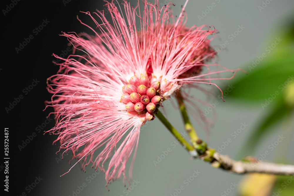 Red blooming flower Calliandra (Calliandra haematocephala) closeup. Red blooming flower Calliandra (Calliandra haematocephala) closeup.