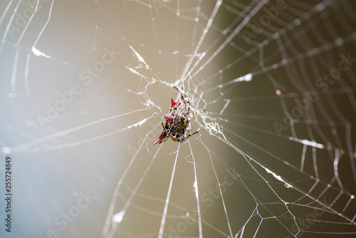 Macro image of an Argiope anasuja spider on a spider web.