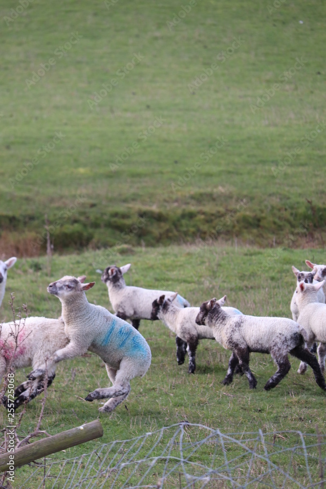 Obraz premium Baby English lambs playing in a open farmers field 