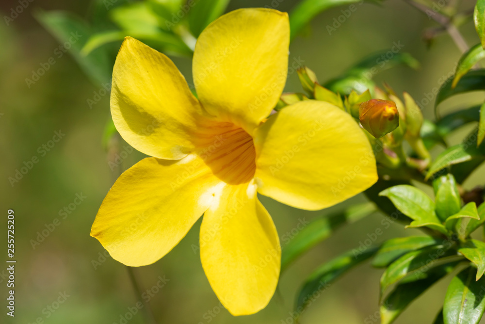 Yellow flower of Allamand plant (Allamanda cathartica) closeup.