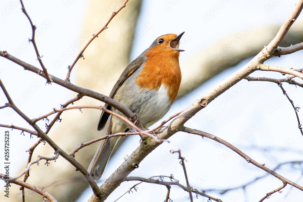 Robin in full Song Robin in full Song