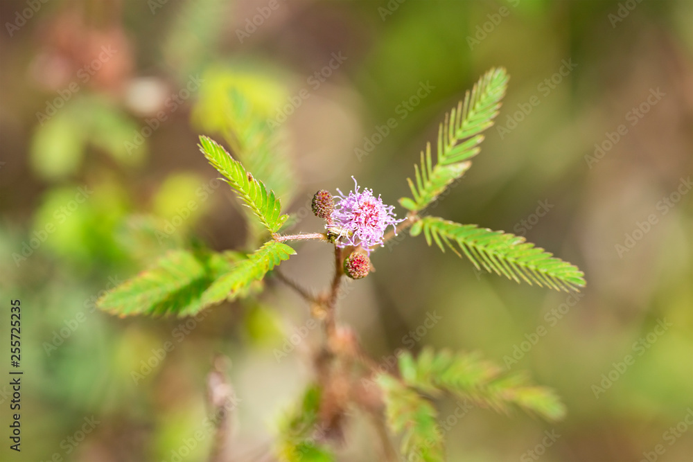 Plant Mimosa pudica close-up in natural environment with natural light. Plant Mimosa pudica close-up in natural environment with natural light.