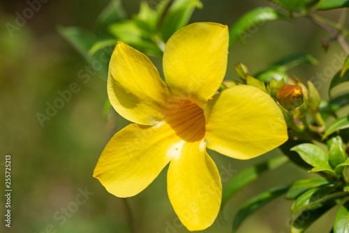 Yellow flower of Allamand plant (Allamanda cathartica) closeup. © faustasyan