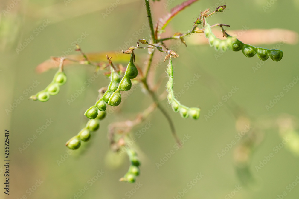 Aeschynomene americana plant close-up in natural light. Aeschynomene americana plant close-up in natural light.