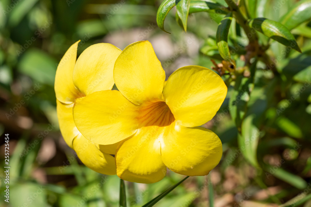 Yellow flower of Allamand plant (Allamanda cathartica) closeup. Yellow flower of Allamand plant (Allamanda cathartica) closeup.
