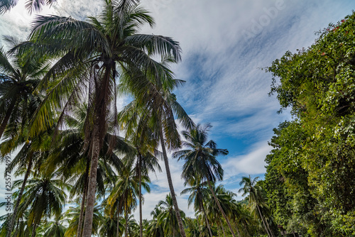 Bottom view of tall palm trees against a blue sky.