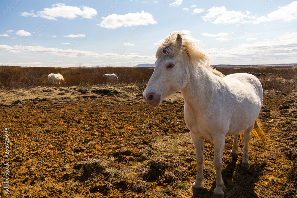 Obraz premium Beautiful backlit white Icelandic horse with wind-blown mane standing in field staring with other horses feeding in soft focus background