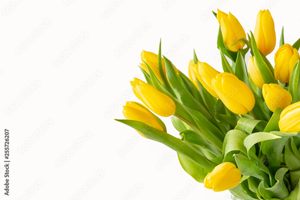 Fototapeta premium Piękne żółte tulipany z liśćmi na białym tle. Wiosenne kwiaty i rośliny. Tła wakacje
