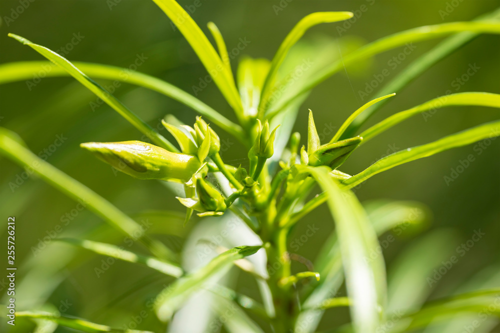 Obraz premium Thevetia peruviana (Cascabela thevetia) - plant in nature, close-up. Thailand, Koh Chang Island.