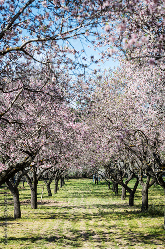 Almond trees blossoming in Quinta de los Molinos park in Madrid